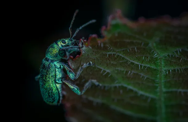 El truco casero que explica cómo sacar los gorgojos de la alacena