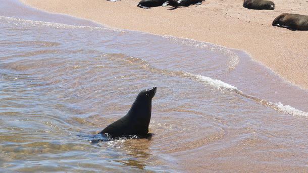 El hallazgo de un lobo marino con gripe aviar encendio las alarmas en el MGAP.