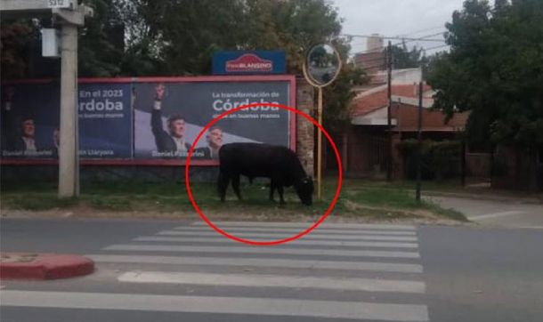 Córdoba: sorpresiva aparición de un enorme toro en pleno centro