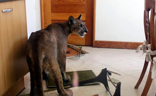 Encontraron a un puma adentro de una casa en Trelew
