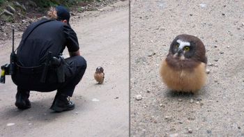 tension en una ruta por un pichon de lechuza que le hizo frente a la policia tension en una ruta por un pichon de lechuza que le hizo frente a la policia