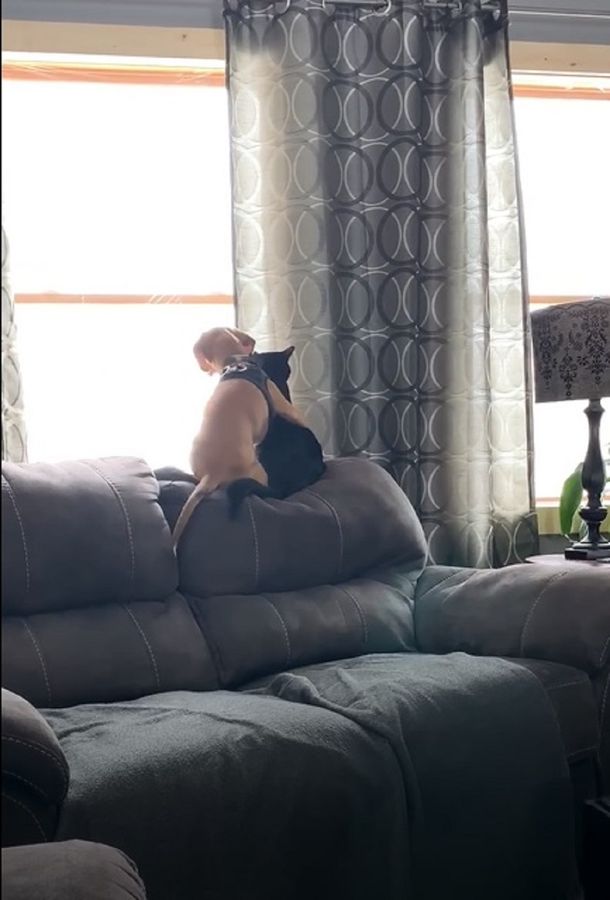 Viral: el conmovedor abrazo de un gato y un perro