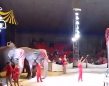 VIDEO: Elefantes ayudan a compañero que cayó durante acto circense