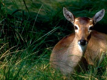 Camión atropelló a un bambi que iba a dar a luz