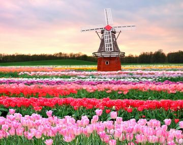 Keukenhof, un espectacular jardín de tulipanes en Holanda