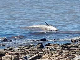 En un principio se creyó que el zífido encontrado muerto en Vicente López era una ballena bebé. En un principio se creyó que el zífido encontrado muerto en Vicente López era una ballena bebé.