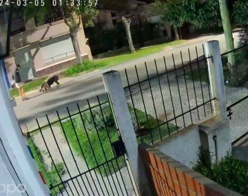 Denuncian que jóvenes salen a matar gatos con un pitbull y dos galgos