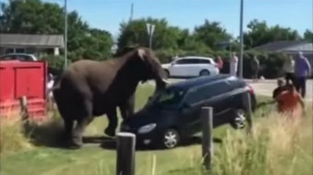 Tres elefantes se rebelaron contra su domador y causaron un desastre