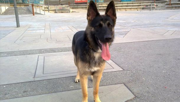 Un juez dictaminó que Luna tiene derechos en cuanto a ser sintiente