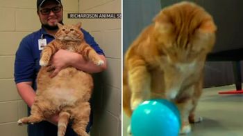 skinny, el ex gato obeso, mostro su nueva figura tras perder 10 kilos skinny, el ex gato obeso, mostro su nueva figura tras perder 10 kilos