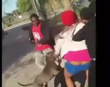 Pitbull defendió a una chica de ser agredida