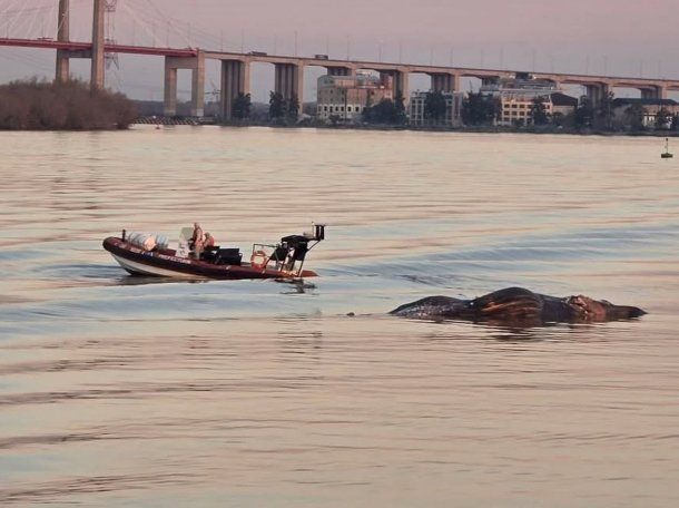 Tres en dos semanas: por qué aparecen ballenas muertas en las costas de la provincia de Buenos Aires