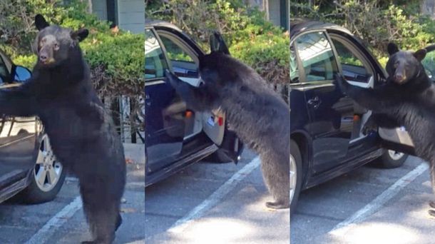 Una pareja de luna de miel se encontró con un oso ladrón de autos