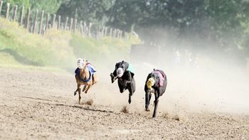 menores venden apuestas y drogas en una carrera de galgos en neuquen menores venden apuestas y drogas en una carrera de galgos en neuquen