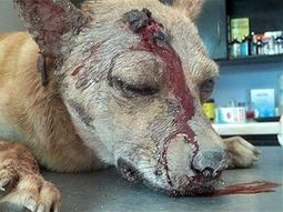 Macabro: robó, golpeó, apuñaló y abandonó al perro de su pareja