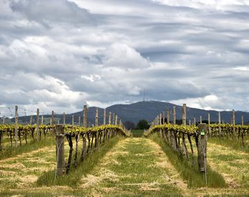 Los viñedos asutralianos sufren el cambio climático