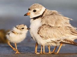 Pajaro