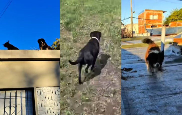 Triple crimen: rescataron a los perros que quedaron a la deriva en la casa del horror de Florencio Varela