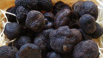 trufas, el diamante negro: ¿como invertir en este negocio y cuanto se gana? trufas, el diamante negro: ¿como invertir en este negocio y cuanto se gana?