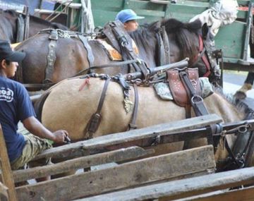 La Justicia ordenó suspender la ordenanza que prohibe la tracción a sangre en Berazategui