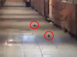 Ratas en el Paseo de Artesanos de Mar del Plata