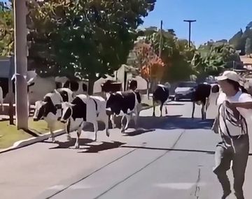Insólito video: camión con vacas volcó en plena Ruta 38 y provocó un choque múltiple