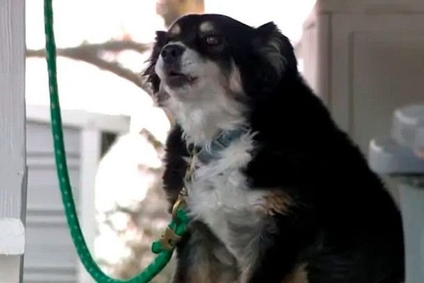 Una perra se volvió millonaria tras la muerte de su dueño