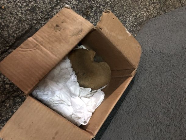 En una cucha improvisada