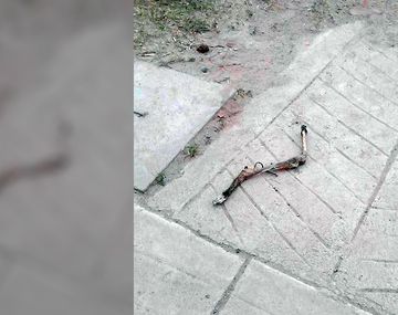 Galgos fueron acribillados por sus dueños