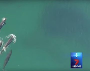 VIDEO: Ballenas se comen a un tiburón