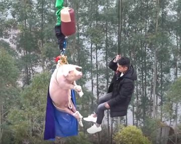 A lo Álvarez Castillo: indignación por un cerdo al que lanzaron en bungee jumping