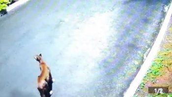 estremecedor: un puma mato a un perro caniche estremecedor: un puma mato a un perro caniche