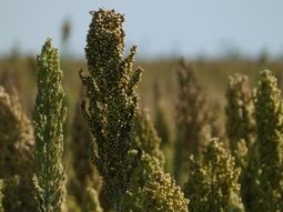 Un total de 21 empresas uruguayas van a poder exportar sorgo a China. Un total de 21 empresas uruguayas van a poder exportar sorgo a China.