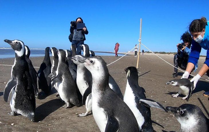 Devolvieron al mar a 18 pingüinos que habían sido rescatados