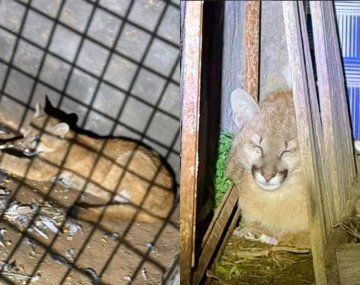 Rescatan cachorro de puma que descansaba en una casa de Santiago del Estero