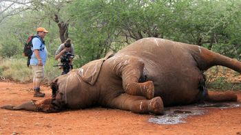 por la caza, en apenas 15 anos podrian desaparecer los elefantes por la caza, en apenas 15 anos podrian desaparecer los elefantes