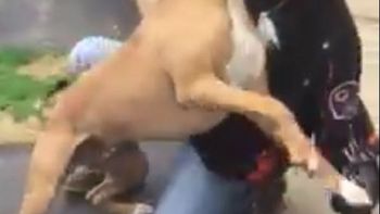 video: un perro se reencontro con su dueno tras 2 anos y exploto de alegria video: un perro se reencontro con su dueno tras 2 anos y exploto de alegria