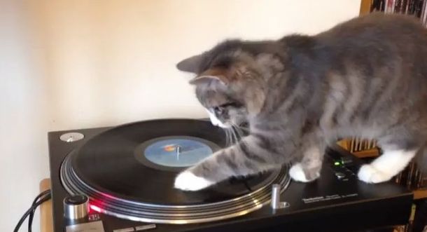 Un gato al que le hubiese encantando ser DJ