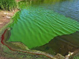 Alerta en Buenos Aires y Neuquén por cianobacterias en lagunas