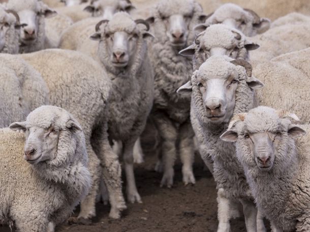 SENASA declaró la alerta sanitaria en Chubut por sarna ovina