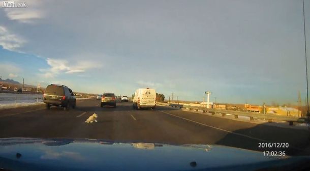 Un perro salta de la camioneta de su dueño en la autopista