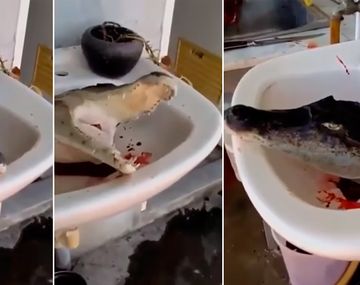 Un cocodrilo fue decapitado en Tailandia