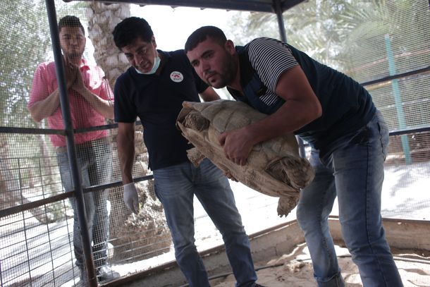 Rescatan a los últimos animales que habitaban el zoológico de Gaza