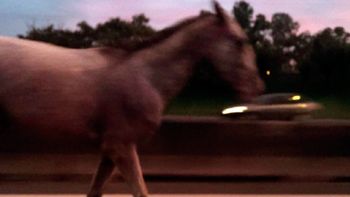 Un caballo, perdido en la Panamericana Un caballo, perdido en la Panamericana