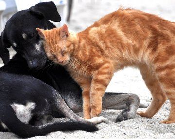 Por qué se celebra todos los 29 de abril el día del animal