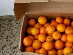 Para no pagar multa por exceso de equipaje se comieron 30 kilos de naranjas