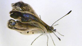 confirman que hay mariposas mutantes en fukushima confirman que hay mariposas mutantes en fukushima