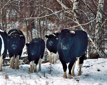 Las vacas abandonadas en Chernobyl se volvieron salvajes