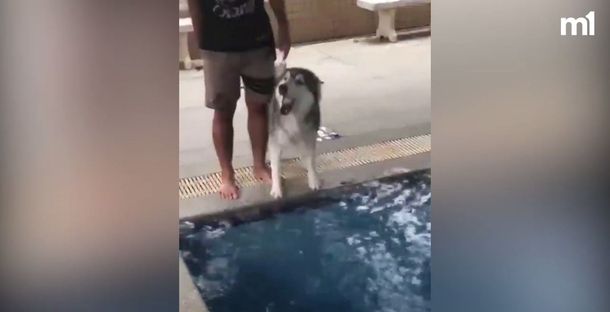 Un siberiano se volvió viral por el miedo que tenía de tirarse a la pileta&nbsp;