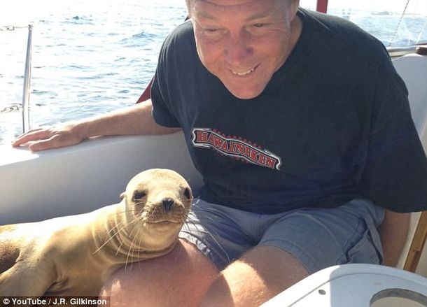 Un lobo marino bebé se sube a un bote y acaricia al navegante